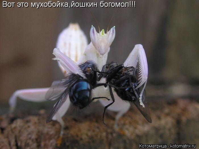 Вот это мухобойка,йошкин богомол!!!... Котоматрица: Вот это мухобойка,йошкин богомол!!!