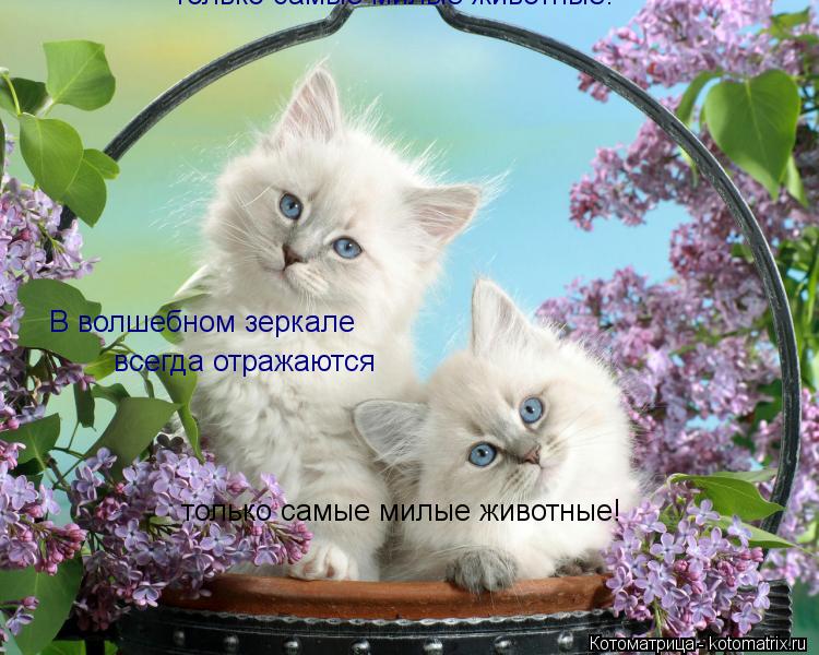 В волшебном зеркале всегда отражаются только самые милые животные! только самые милые животные!... Котоматрица: В волшебном зеркале всегда отражаются только самые милые животные! только самые милые животные!