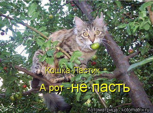 Котоматрица: Кошка-Ластик А рот -  не пасть