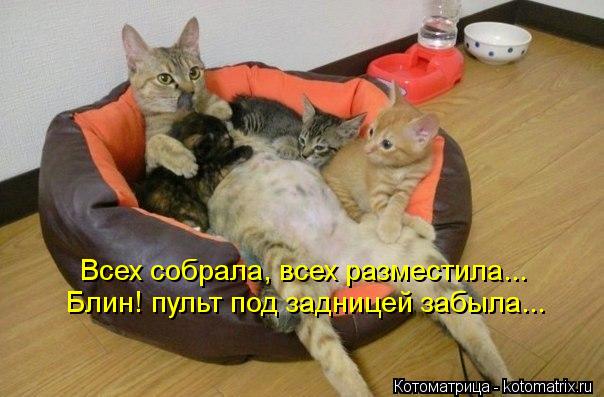 Всех собрала, всех разместила... Блин! пульт под задницей забыла...... Котоматрица: Всех собрала, всех разместила... Блин! пульт под задницей забыла...