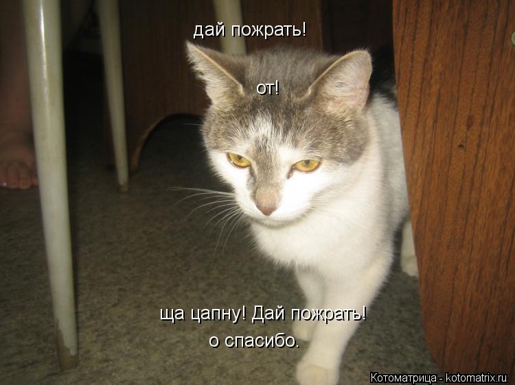 дай пожрать! от! ща цапну! Дай пожрать! о спасибо.... Котоматрица: дай пожрать! от! ща цапну! Дай пожрать! о спасибо.