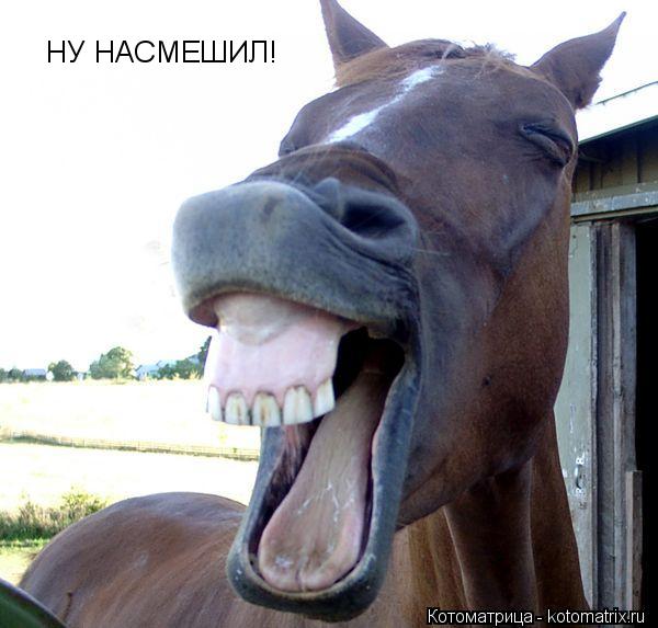 НУ НАСМЕШИЛ!... Котоматрица: НУ НАСМЕШИЛ!