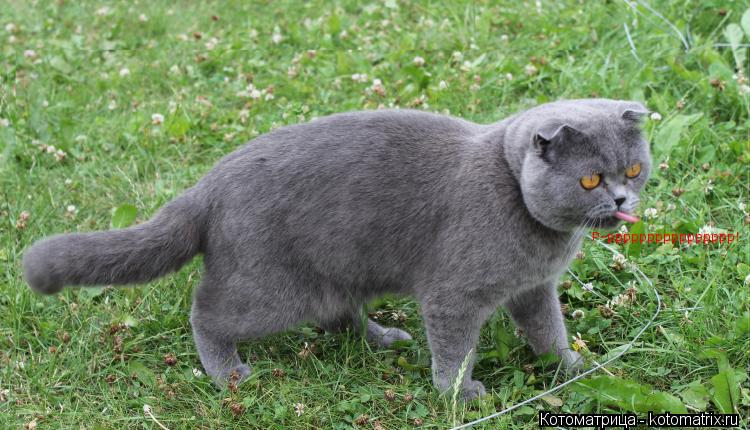 Р-рррррррррррррррр!... Котоматрица: Р-рррррррррррррррр!