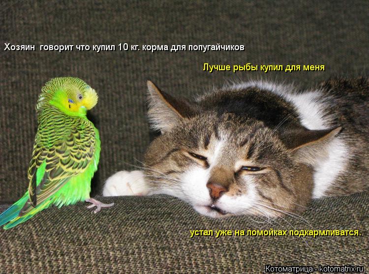 Хозяин говорит что купил 10 кг. корма для попугайчиков Лучше рыбы купил для меня устал уже на помой... Котоматрица: Хозяин говорит что купил 10 кг. корма для попугайчиков Лучше рыбы купил для меня устал уже на помойках подкармливатся.