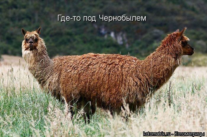 Где-то под Чернобылем... Котоматрица: Где-то под Чернобылем