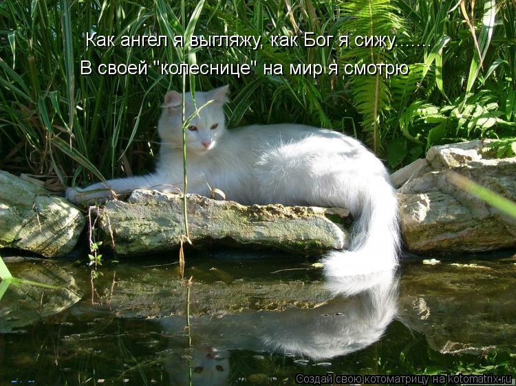 Как ангел я выгляжу, как Бог я сижу....... В своей "колеснице" на мир я смотрю... Котоматрица: Как ангел я выгляжу, как Бог я сижу....... В своей "колеснице" на мир я смотрю