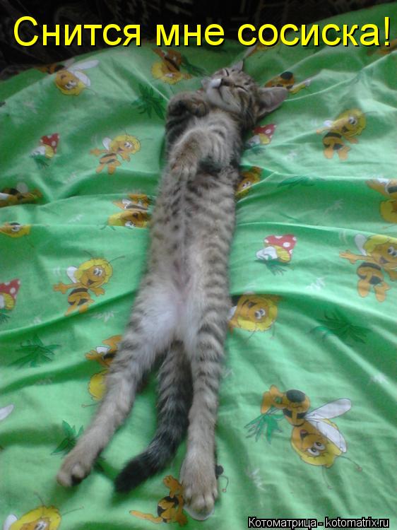 Снится мне сосиска!... Котоматрица: Снится мне сосиска!