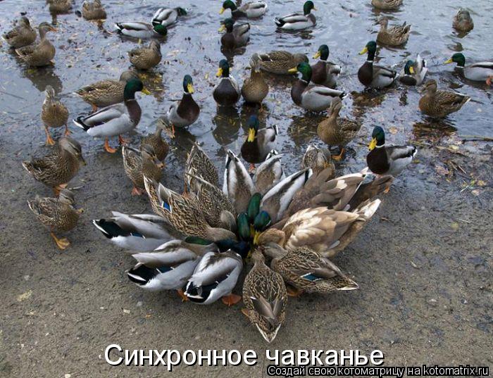 Синхронное чавканье... Котоматрица: Синхронное чавканье