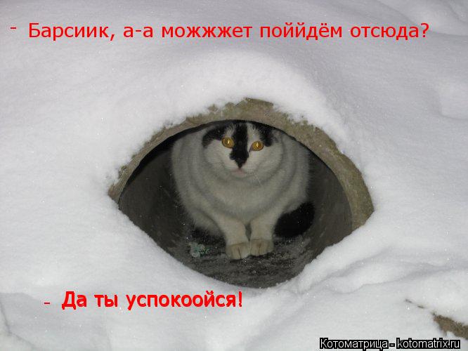 Барсиик, а-а можжжет поййдём отсюда? - - Да ты успокоойся! Да ты успокоойся!... Котоматрица: Барсиик, а-а можжжет поййдём отсюда? - - Да ты успокоойся! Да ты успокоойся!