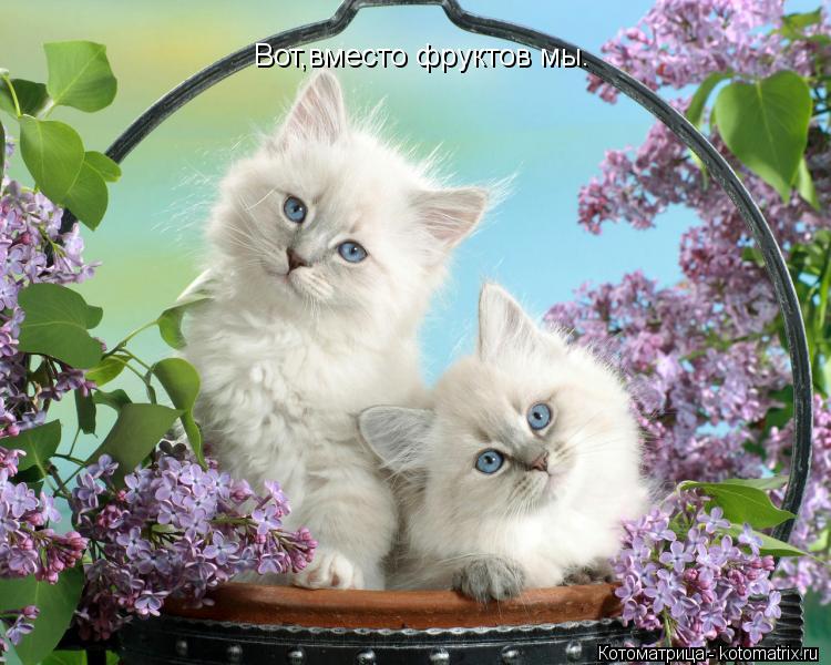 Вот,вместо фруктов мы.... Котоматрица: Вот,вместо фруктов мы.