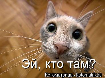 Эй, кто там?... Котоматрица: Эй, кто там?