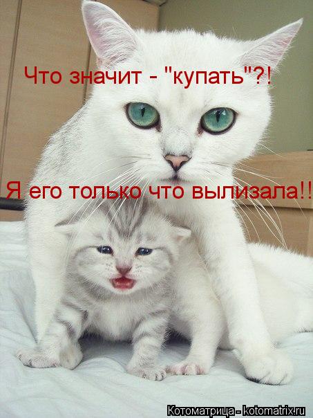 Что значит - "купать"?! Я его только что вылизала!!!... Котоматрица: Что значит - "купать"?! Я его только что вылизала!!!