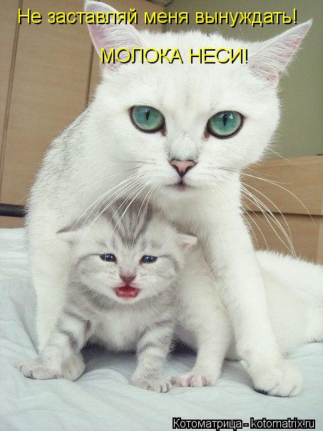 Не заставляй меня вынуждать! МОЛОКА НЕСИ!... Котоматрица: Не заставляй меня вынуждать! МОЛОКА НЕСИ!