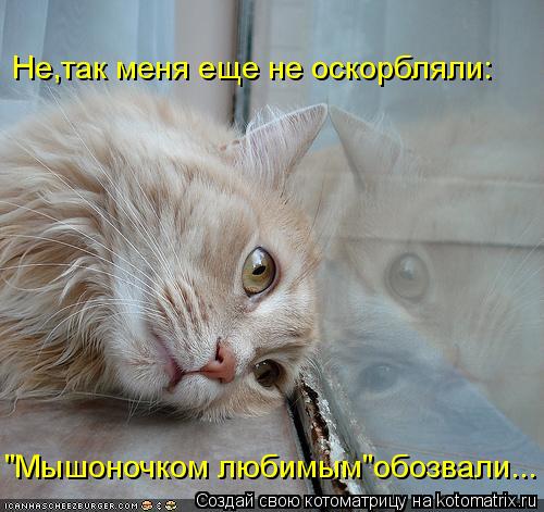 "Мышоночком любимым"обозвали... Не,так меня еще не оскорбляли:... Котоматрица: "Мышоночком любимым"обозвали... Не,так меня еще не оскорбляли: