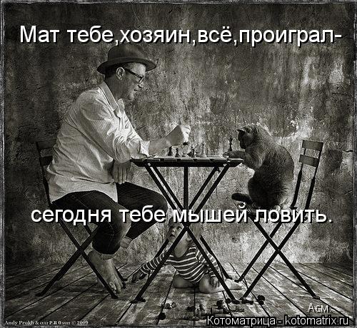 Мат тебе,хозяин,всё,проиграл- сегодня тебе мышей ловить. Асм.... Котоматрица: Мат тебе,хозяин,всё,проиграл- сегодня тебе мышей ловить. Асм.