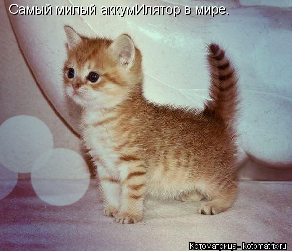 Самый милый аккумИлятор в мире.... Котоматрица: Самый милый аккумИлятор в мире.
