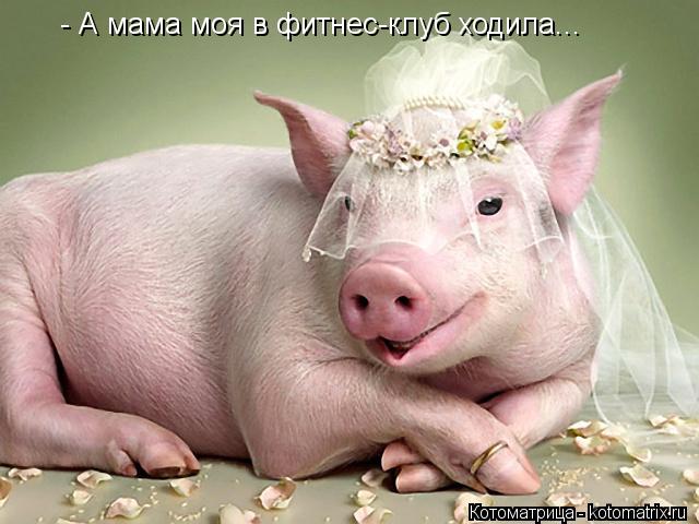 - А мама моя в фитнес-клуб ходила...... Котоматрица: - А мама моя в фитнес-клуб ходила...