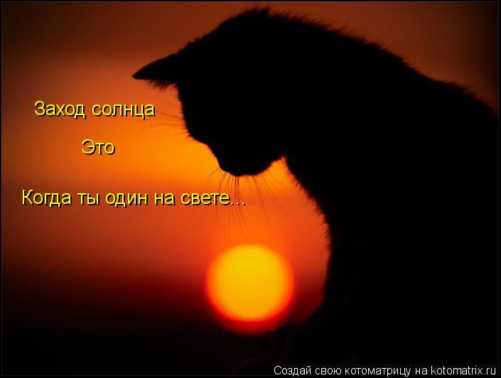 Когда ты один на свете... Заход солнца Это... Котоматрица: Когда ты один на свете... Заход солнца Это