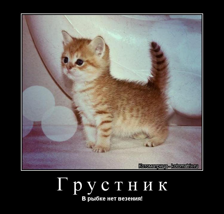 Грустник В рыбке нет везения!... Котоматрица: Грустник В рыбке нет везения!