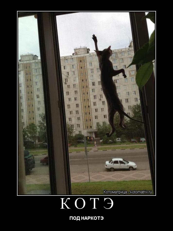 КОТЭ ПОД НАРКОТЭ... Котоматрица: КОТЭ ПОД НАРКОТЭ