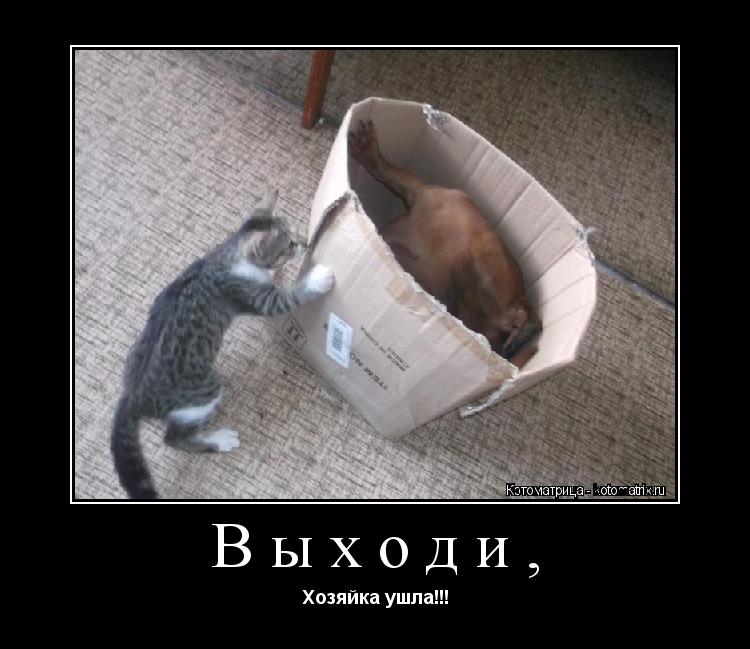 Выходи, Хозяйка ушла!!!... Котоматрица: Выходи, Хозяйка ушла!!!