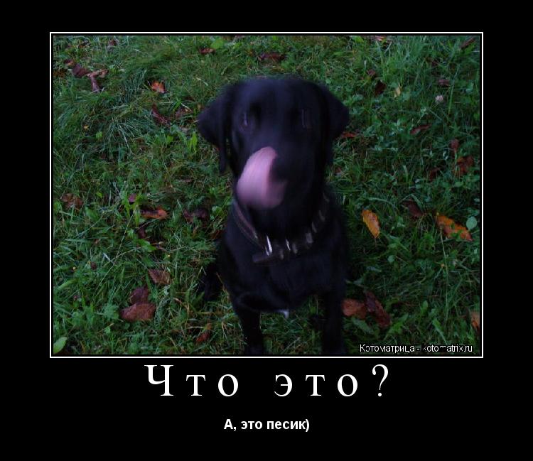 Что это? А, это песик)... Котоматрица: Что это? А, это песик)