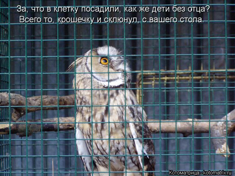 За, что в клетку посадили, как же дети без отца? Всего то, крошечку и склюнул, с вашего стола.... Котоматрица: За, что в клетку посадили, как же дети без отца? Всего то, крошечку и склюнул, с вашего стола.
