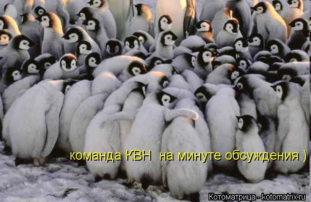 команда КВН на минуте обсуждения )... Котоматрица: команда КВН на минуте обсуждения )