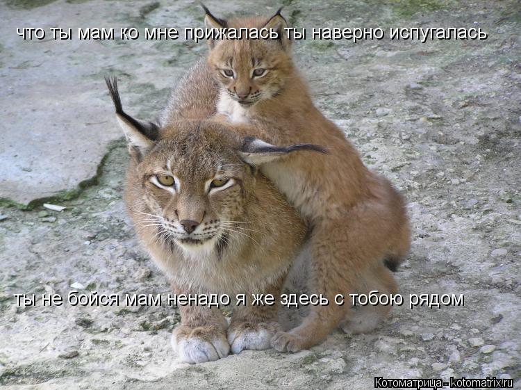 что ты мам ко мне прижалась ты наверно испугалась ты не бойся мам ненадо я же здесь с тобою рядом... Котоматрица: что ты мам ко мне прижалась ты наверно испугалась ты не бойся мам ненадо я же здесь с тобою рядом