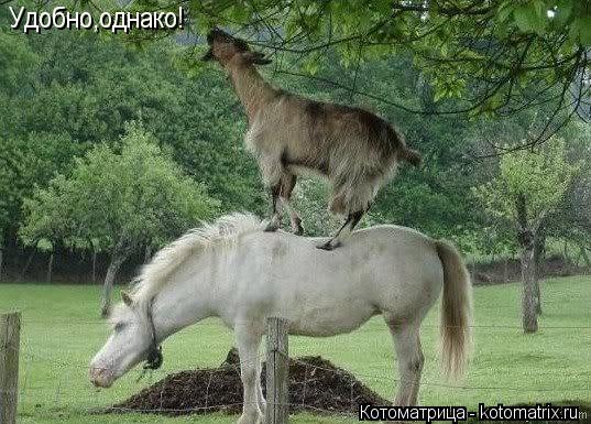 Удобно,однако!... Котоматрица: Удобно,однако!