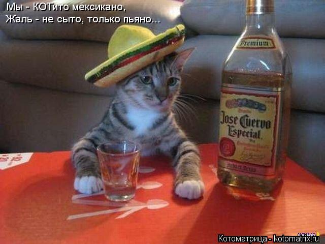 Мы - КОТито мексикано, Жаль - не сыто, только пьяно...... Котоматрица: Мы - КОТито мексикано, Жаль - не сыто, только пьяно...