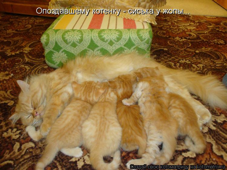 Опоздавшему котенку - сиська у жопы...... Котоматрица: Опоздавшему котенку - сиська у жопы...