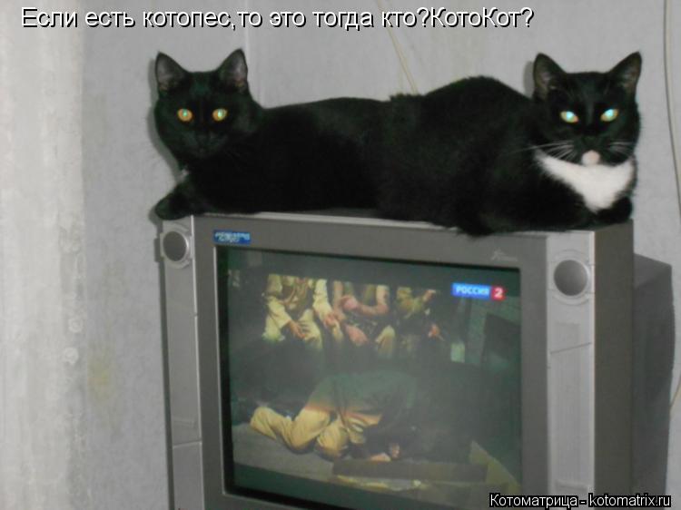 Если есть котопес,то это тогда кто?КотоКот?... Котоматрица: Если есть котопес,то это тогда кто?КотоКот?