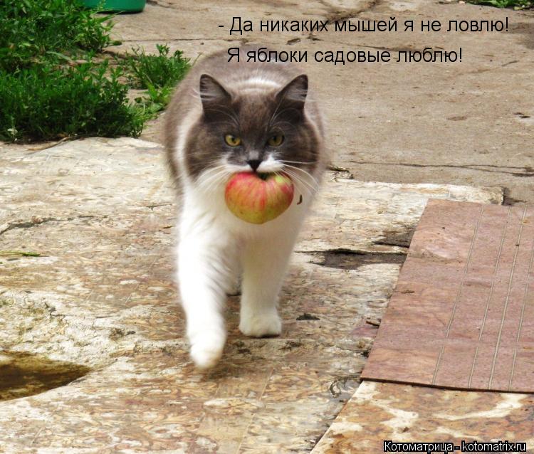 - Да никаких мышей я не ловлю! Я яблоки садовые люблю!... Котоматрица: - Да никаких мышей я не ловлю! Я яблоки садовые люблю!