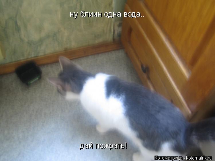 ну блиин одна вода.. дай пожрать!... Котоматрица: ну блиин одна вода.. дай пожрать!
