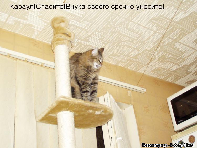 Караул!Спасите!Внука своего срочно унесите!... Котоматрица: Караул!Спасите!Внука своего срочно унесите!
