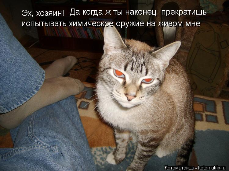Эх, хозяин! Да когда ж ты наконец прекратишь испытывать химическое оружие на живом мне... Котоматрица: Эх, хозяин! Да когда ж ты наконец прекратишь испытывать химическое оружие на живом мне