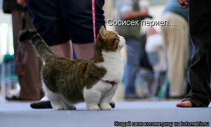 Сосисек периел....... Котоматрица: Сосисек периел....