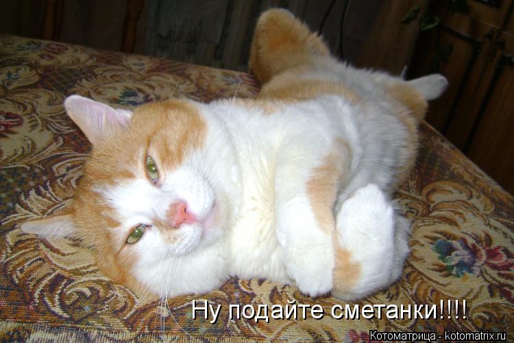 Ну подайте сметанки!!!!... Котоматрица: Ну подайте сметанки!!!!