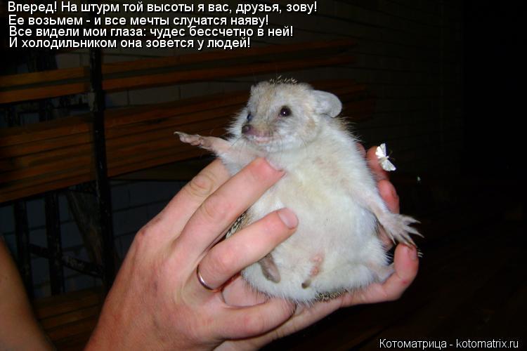 Котоматрица: Вперед! На штурм той высоты я вас, друзья, зову! Ее возьмем - и все мечты случатся наяву! Все видели мои глаза: чудес бессчетно в ней! И холодил