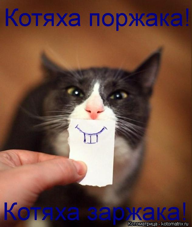 Котяха поржака! Котяха заржака!... Котоматрица: Котяха поржака! Котяха заржака!