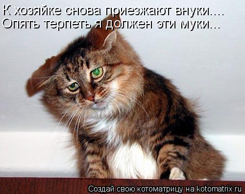 К хозяйке снова приезжают внуки.... Опять терпеть я должен эти муки...... Котоматрица: К хозяйке снова приезжают внуки.... Опять терпеть я должен эти муки...