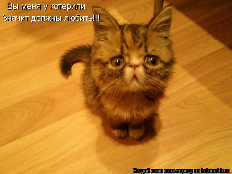 Вы меня у котерили Значит должны любить!!!... Котоматрица: Вы меня у котерили Значит должны любить!!!