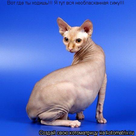 Вот где ты ходишь!!! Я тут вся необласканная сижу!!!... Котоматрица: Вот где ты ходишь!!! Я тут вся необласканная сижу!!!