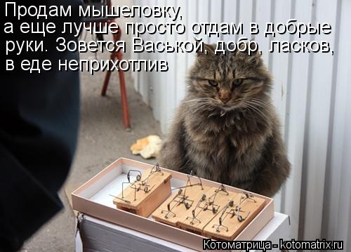 Продам мышеловку, а еще лучше просто отдам в добрые руки. Зовется Васькой, добр, ласков, в еде непр... Котоматрица: Продам мышеловку, а еще лучше просто отдам в добрые руки. Зовется Васькой, добр, ласков, в еде неприхотлив