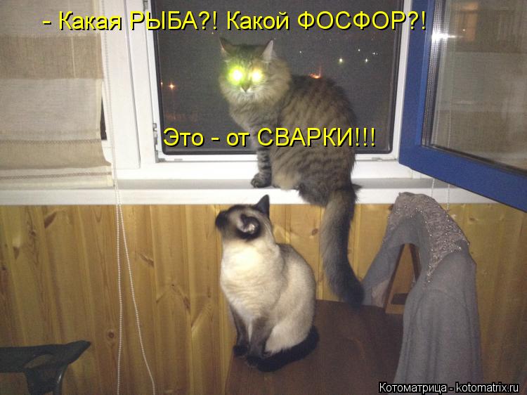 Котоматрица: - Какая РЫБА?! Какой ФОСФОР?! Это - от СВАРКИ!!!