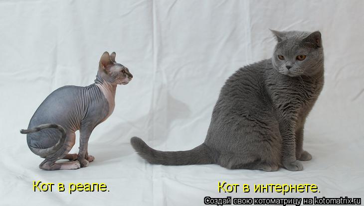 Кот в реале. Кот в интернете.... Котоматрица: Кот в реале. Кот в интернете.