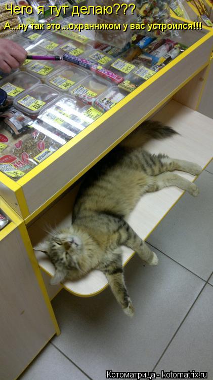 Чего я тут делаю??? А...ну так это...охранником у вас устроился!!!... Котоматрица: Чего я тут делаю??? А...ну так это...охранником у вас устроился!!!