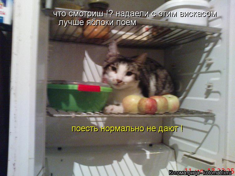 что смотриш !? надаели с этим вискасом лучше яблоки поем поесть нормально не дают !... Котоматрица: что смотриш !? надаели с этим вискасом лучше яблоки поем поесть нормально не дают !