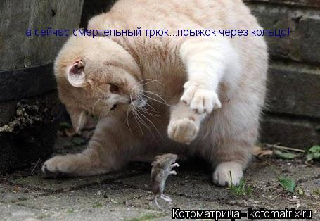 а сейчас смертельный трюк...прыжок через кольцо!... Котоматрица: а сейчас смертельный трюк...прыжок через кольцо!